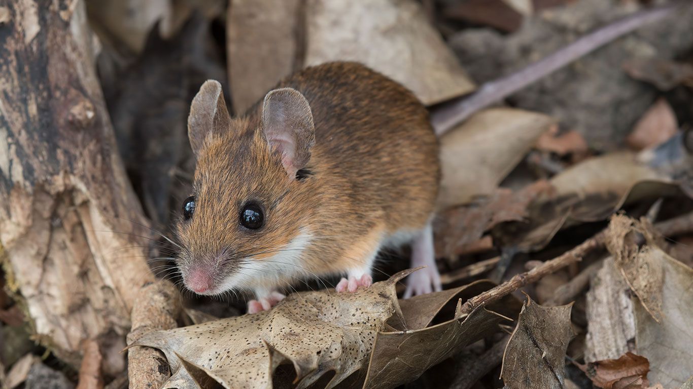 Mus og rotter kan finne veien inn i hjemmet gjennom små åpninger i vegger eller fundament (foto: visforsikring.no)