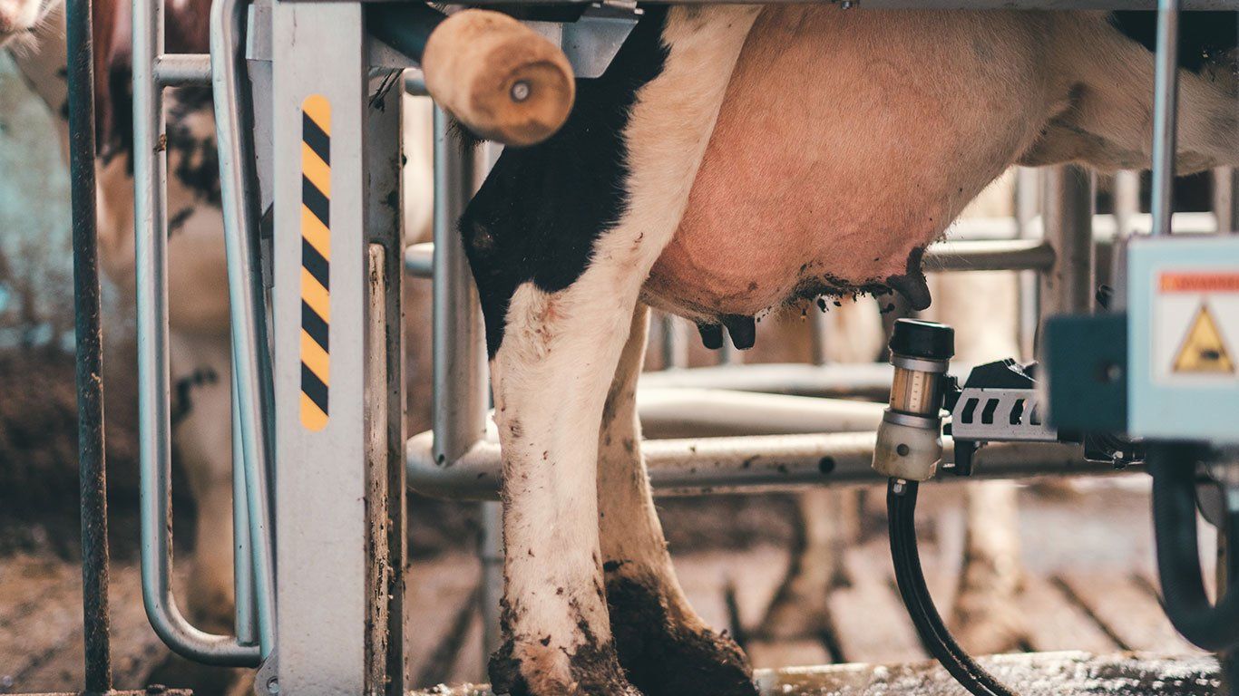 Planlegger du å selge melkekvote, er det lurt å involvere banken din i god tid (foto: Bård Gundersen)