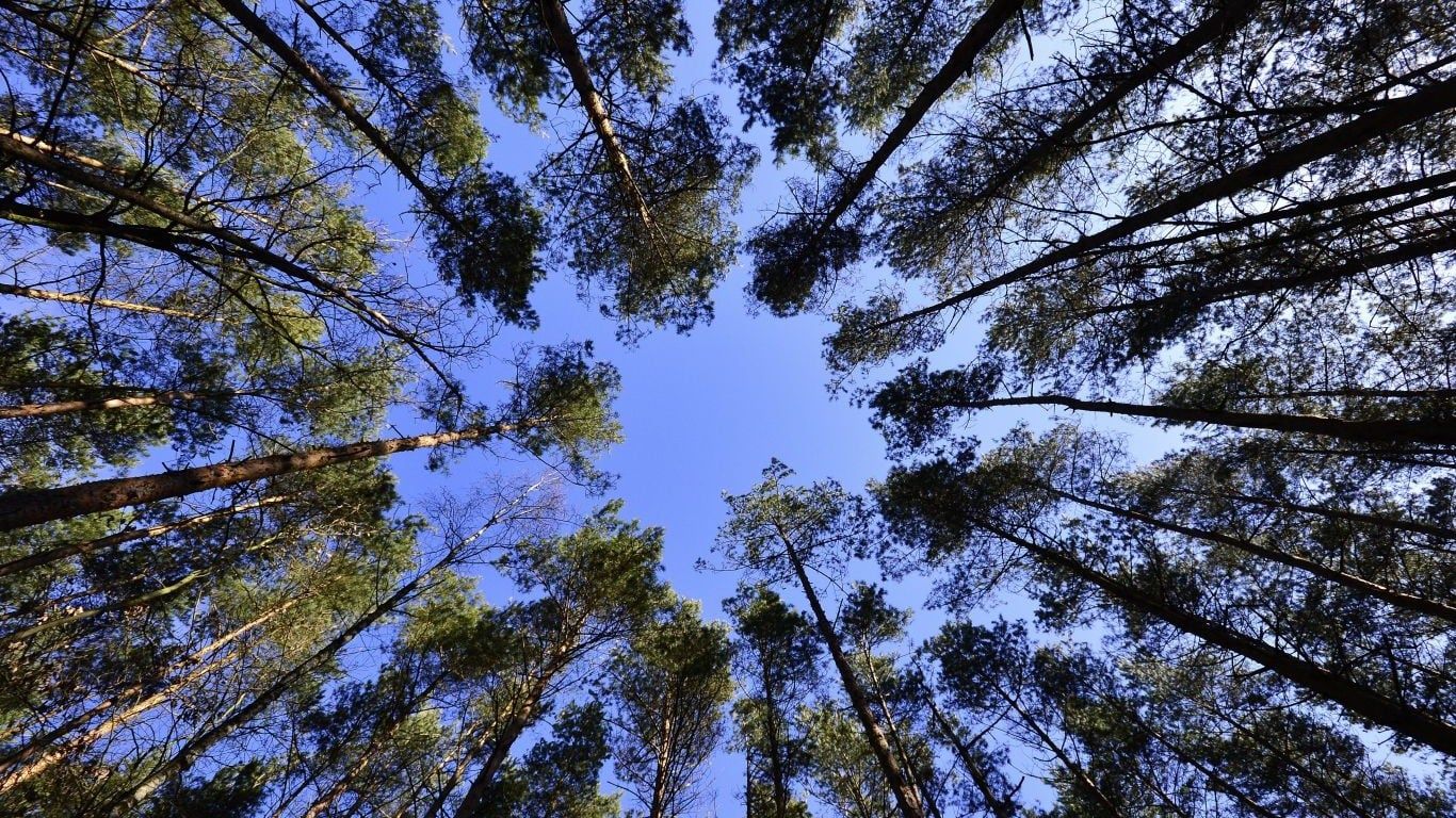 Bilde av skog med trær