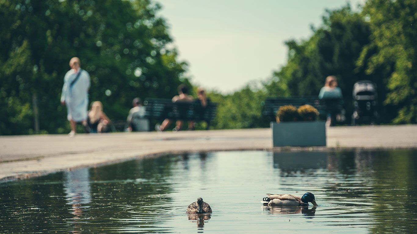 Sommerstemning i by med ender i en dam